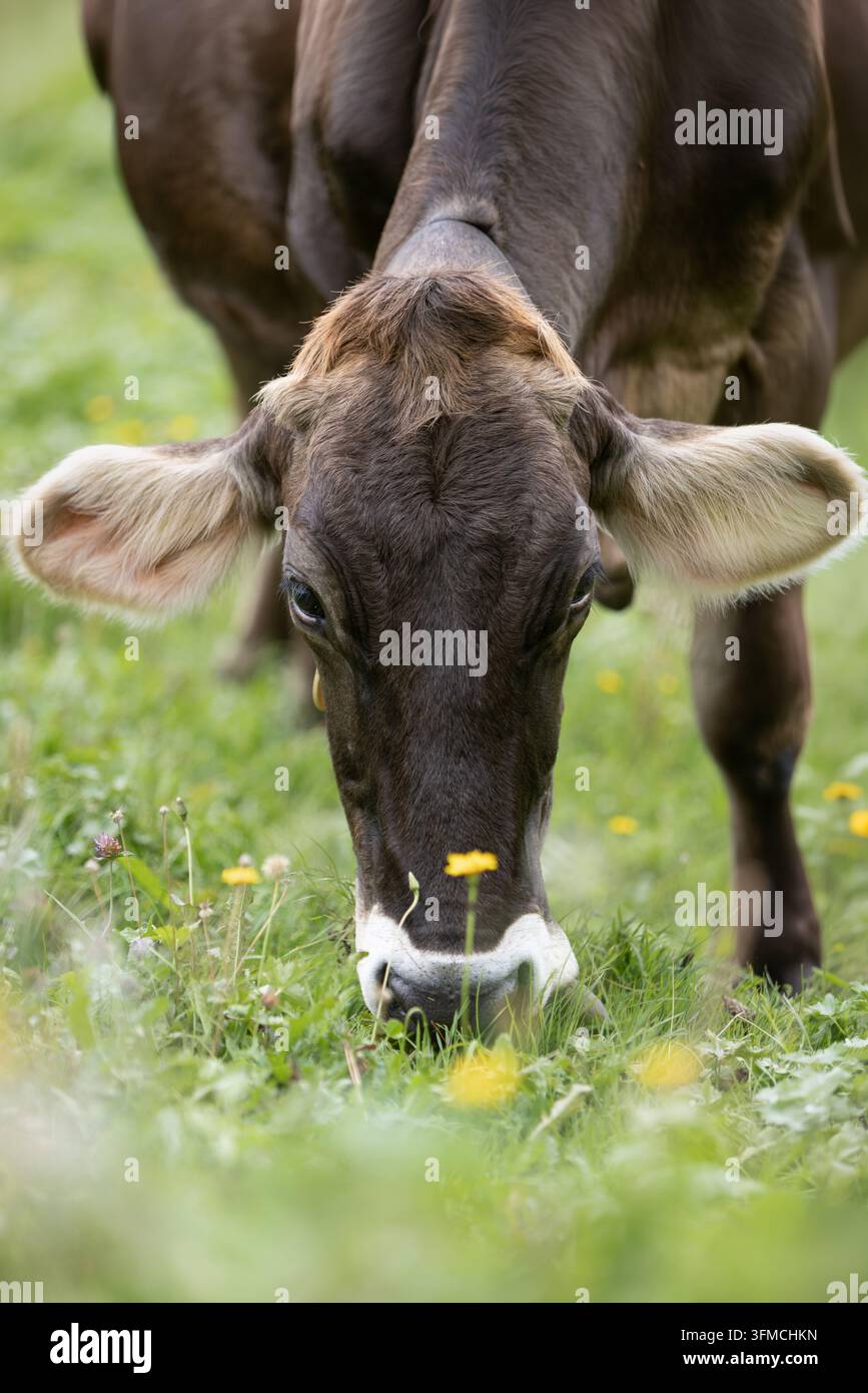 Eine Nahaufnahme einer braunen Kuh, die auf einer grünen Wiese grast Stockfoto