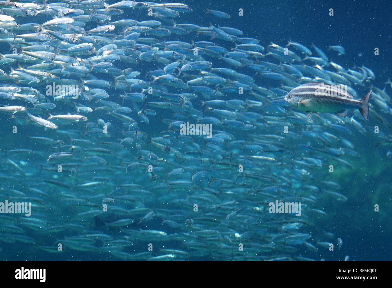 Gestreifter Fisch schwimmt neben einem riesigen Schwarm Fische Stockfoto