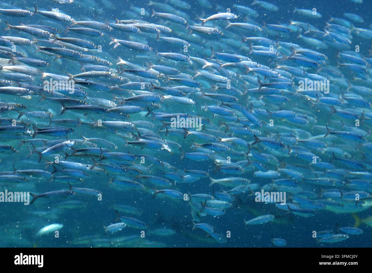 Schwarm Sardinen schwimmt durch blaues Wasser Stockfoto