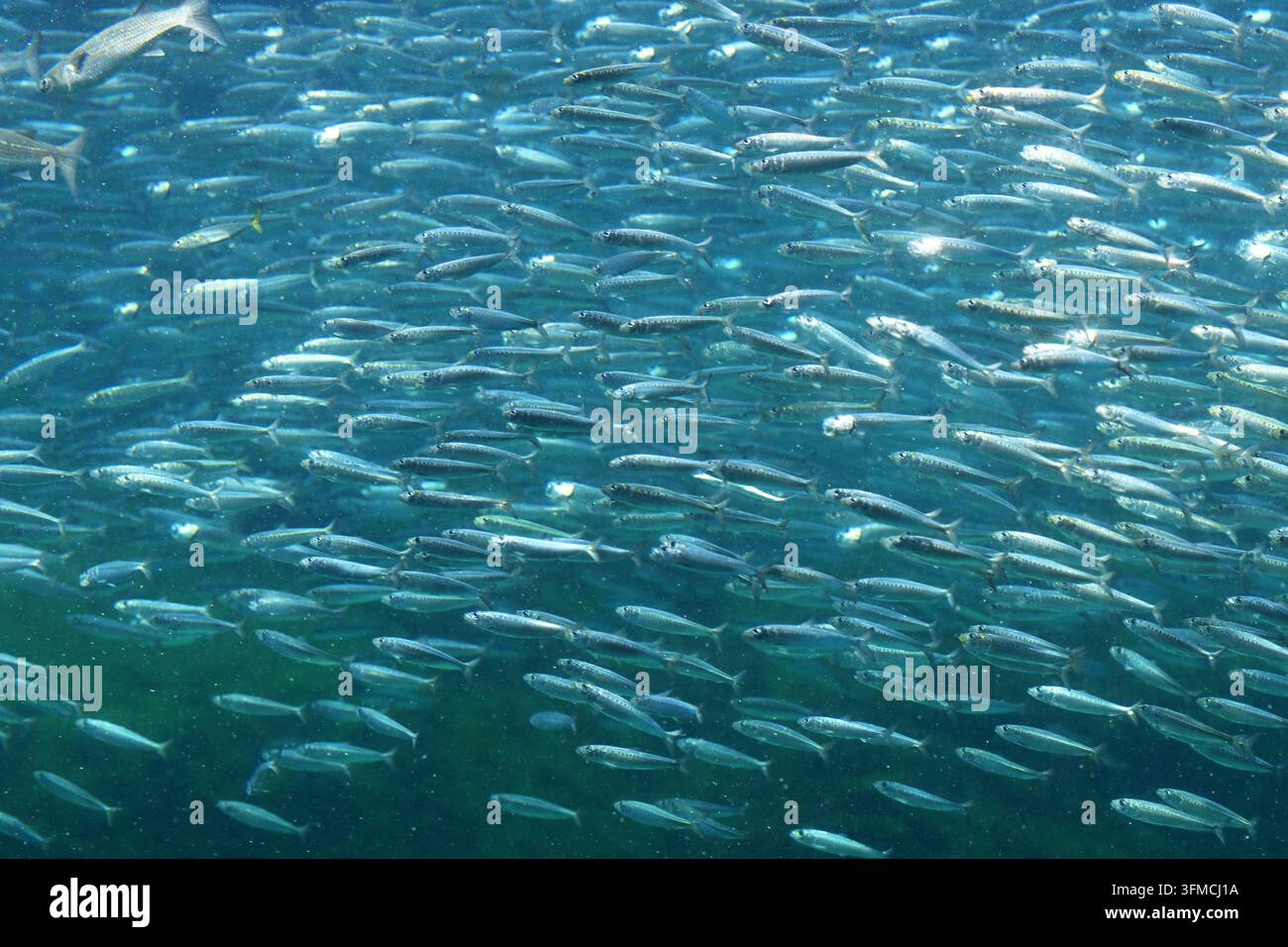 Ein riesiger Schwarm Sardinen schwimmt zusammen unter Wasser Stockfoto