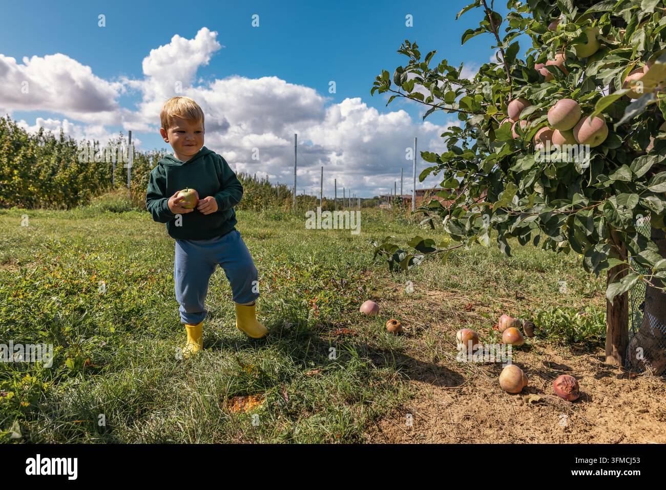 Zweijähriger Junge geht mit einem Hund in einem Apfelgarten Stockfoto