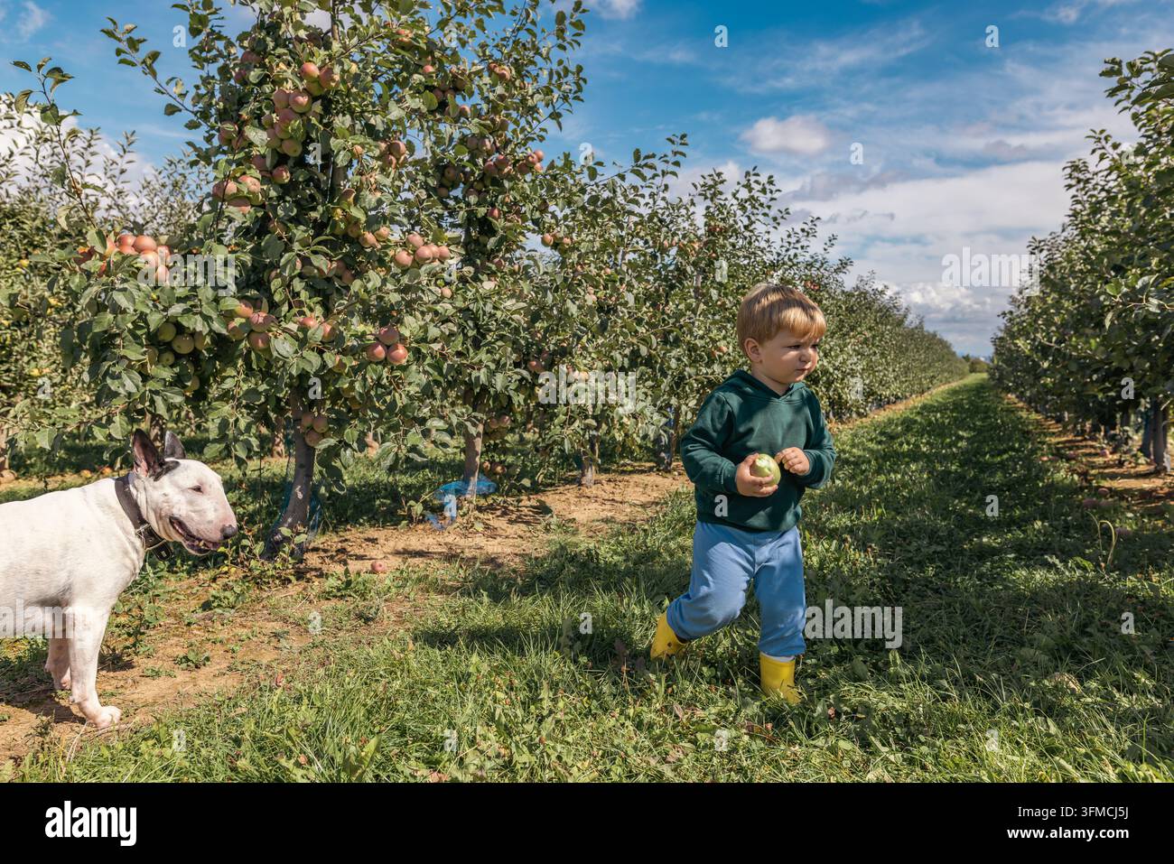 Zweijähriger Junge geht mit einem Hund in einem Apfelgarten Stockfoto