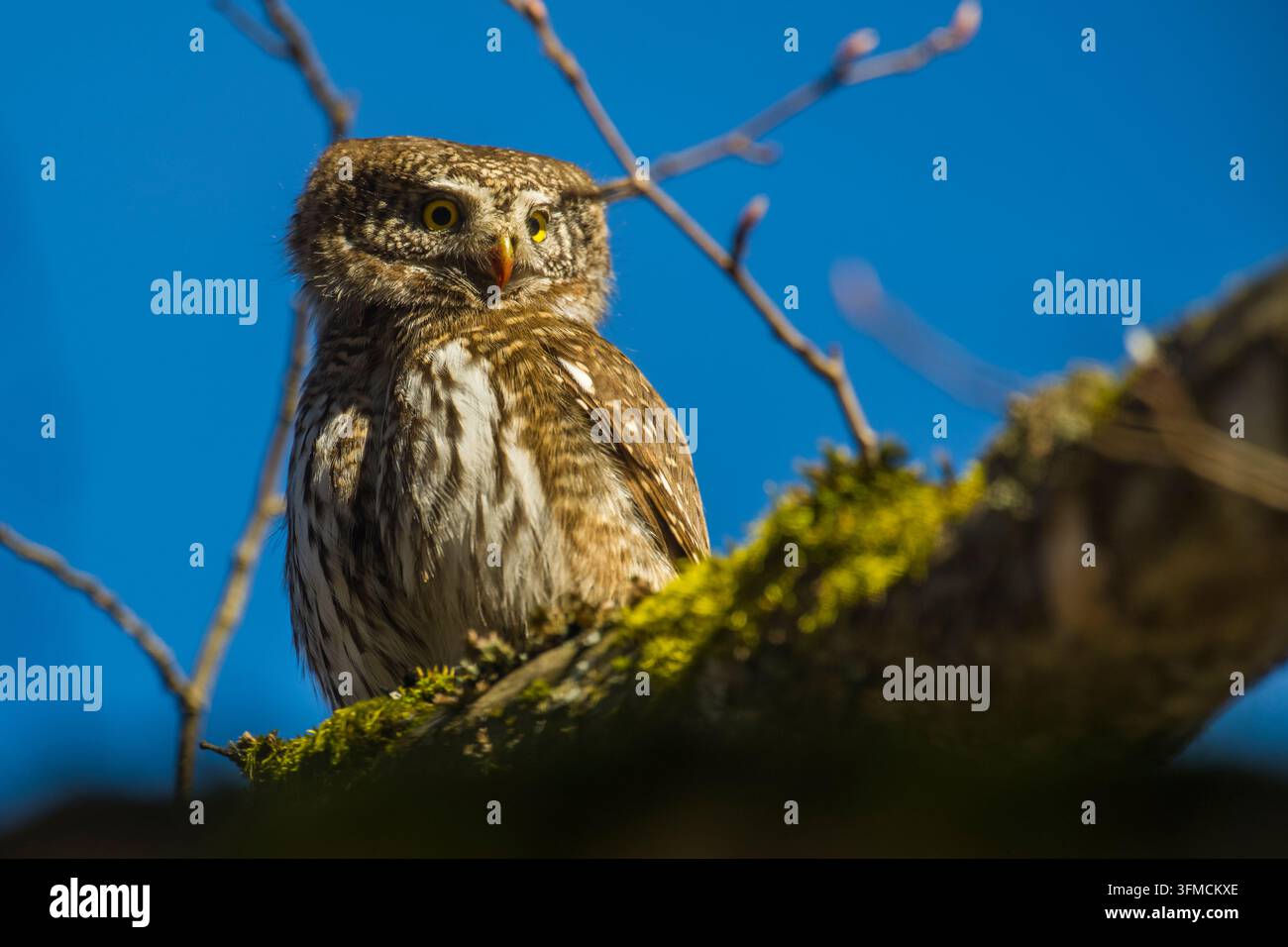 Europäischer Zwerghabicht sitzt auf einem Ast im Białowieża-Wald an einem sonnigen Frühlingstag in Polen. Stockfoto