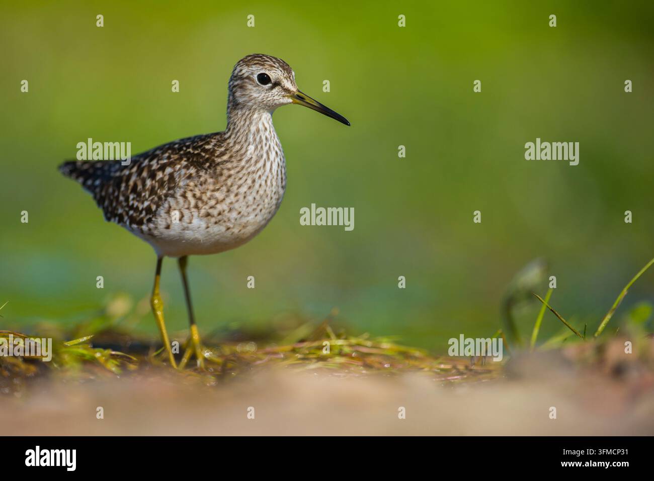 Nahaufnahme eines Waldschnepfen im Biebrza-Nationalpark, Polen, wobei das Vogel scharf im Fokus steht vor einem sanft verschwommenen natürlichen Hintergrund. Stockfoto