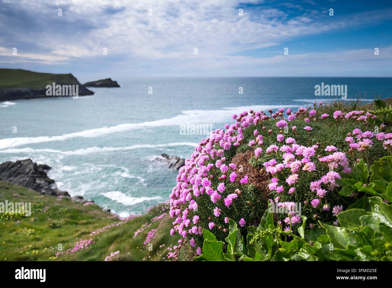 Sea Thrift Armeria maritima wächst an der Küste über Polly Joke Beach in der Nähe von Newquay in Cornwall. Stockfoto