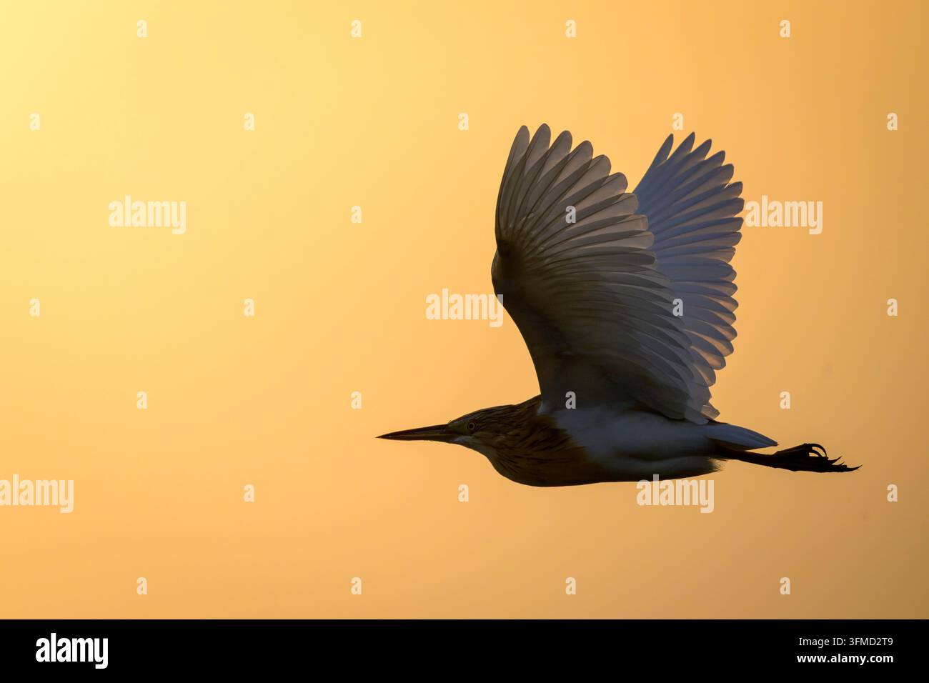 Squacco-Haarich (Ardeola ralloides) beim Fliegen bei Sonnenaufgang, Mabamba-Sumpf, Lake Victoria, Uganda. Stockfoto