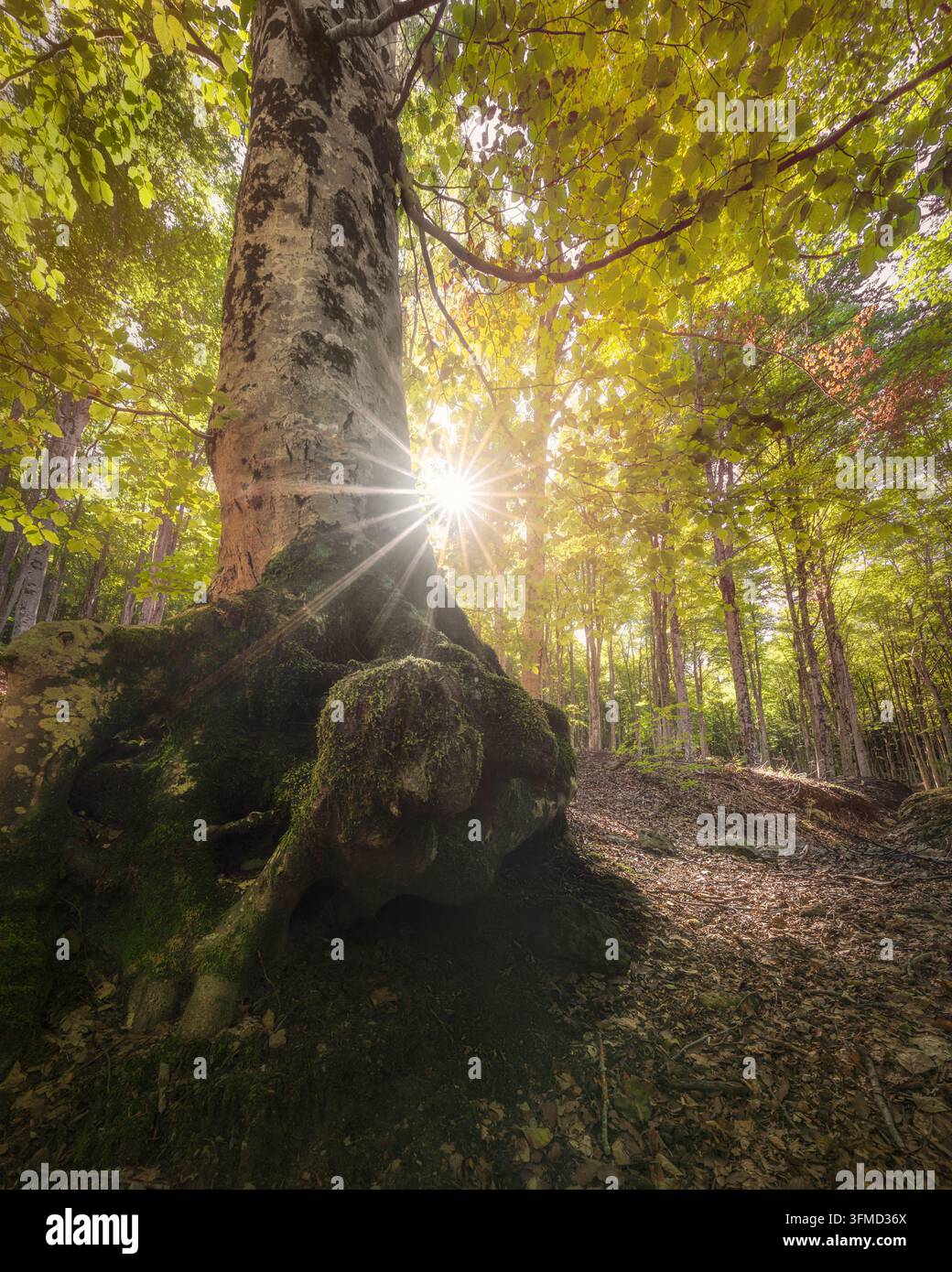 Majestätischer alter Buchenbaum mit moosigen Wurzeln und Sonnenstrahlen im Wald auf dem Monte Amiata. Toskana, Italien Stockfoto