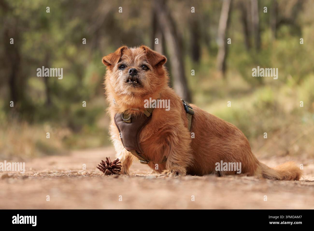 Kleiner Hund einer Mischlingsrasse mit Geschirr, der auf einem Waldweg sitzt Stockfoto