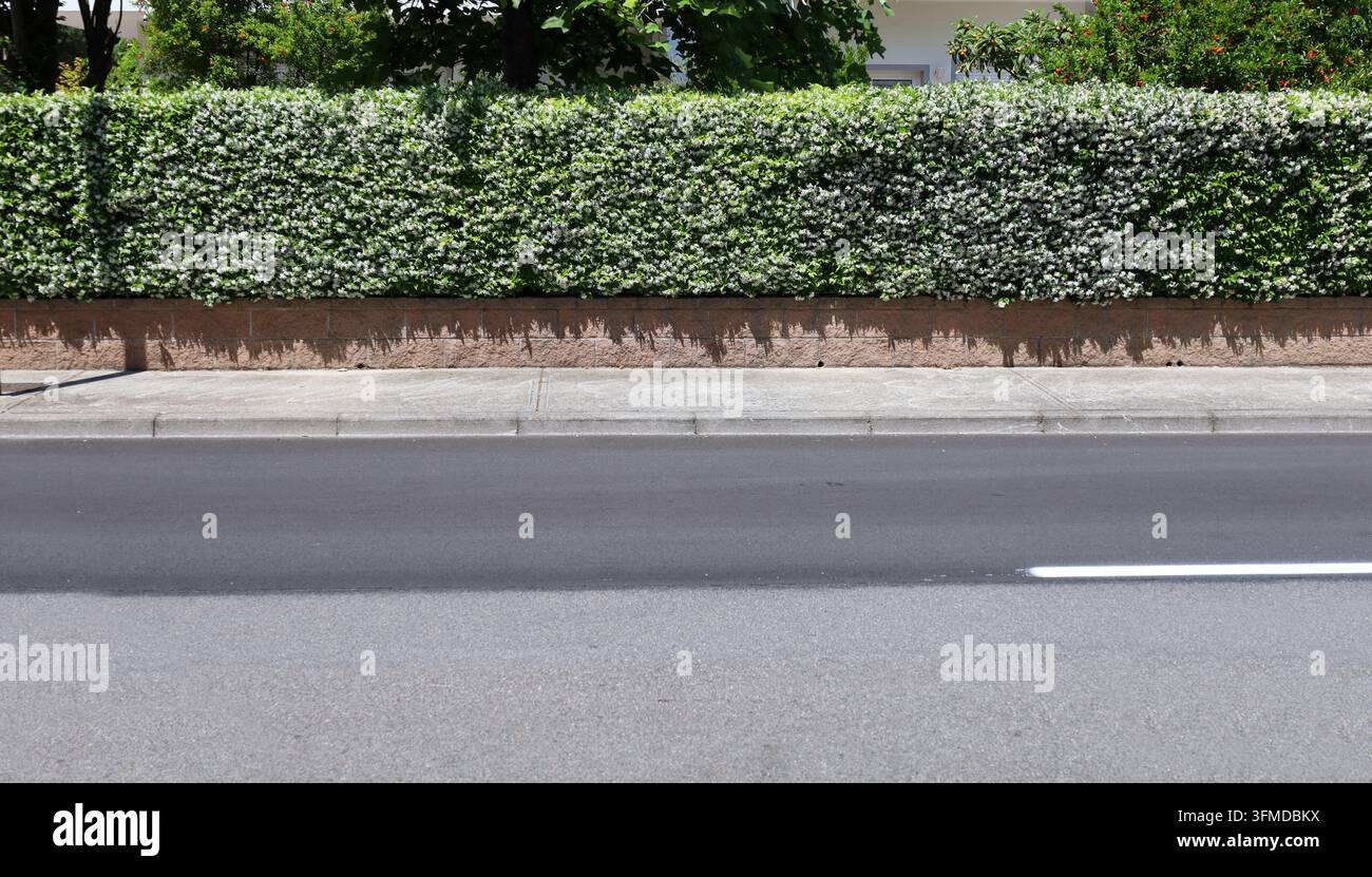Zaun aus blühender Jasminhecke auf braunen Betonziegeln. Zementgepflasterter Gehweg und Straße davor, Haus dahinter. Hintergrund für Kopierplatz Stockfoto