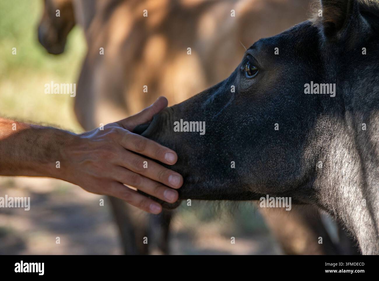 Die Hand eines Mannes streichelt die Schnauze eines Fohlens Stockfoto