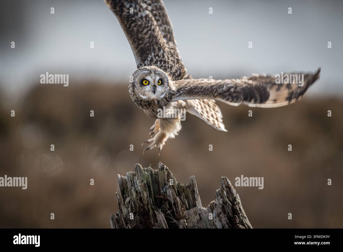 Ansicht einer Kurzohlohwuse mit auffälligen gelben Augen und ausgebreiteten Flügeln, die auf einem verwitterten Holzstumpf in Delta, British Columbia, Kanada landet. Stockfoto