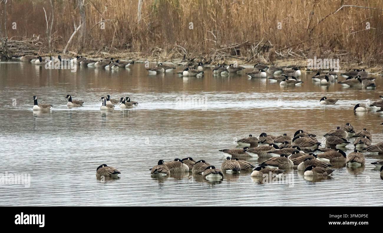 Schwarm kanadischer Gänse (Branta canadensis), die im Wasser des Jamaica Bay Wildlife Refuge in New York schwimmen und ruhen Stockfoto