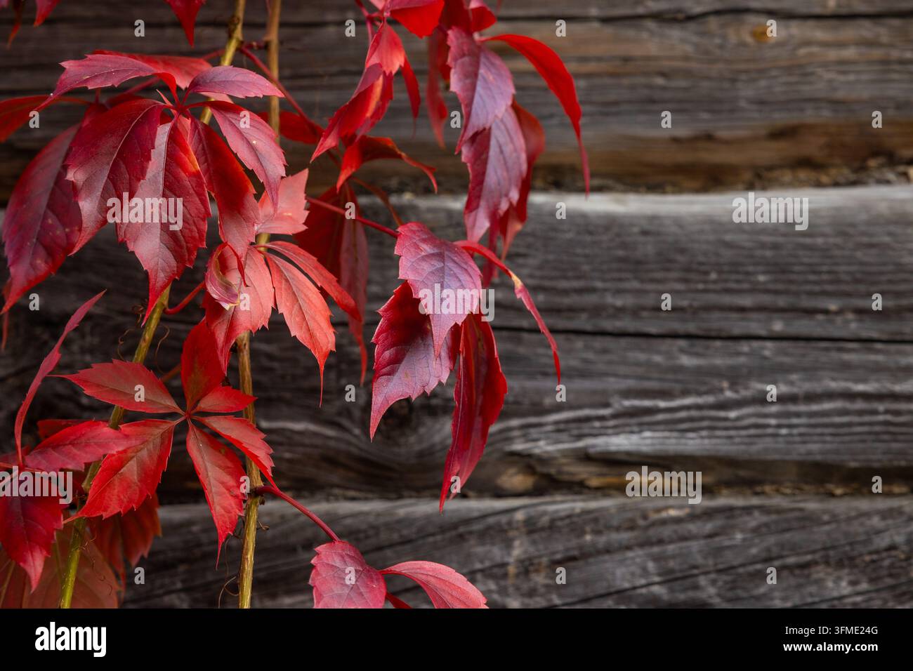 Rote Herbst-Efeublätter, die an einer rustikalen dunklen Holzwand klettern, Hintergrund, Cottagecore-Ästhetik und natürliche Öko-Design-Texturen Stockfoto