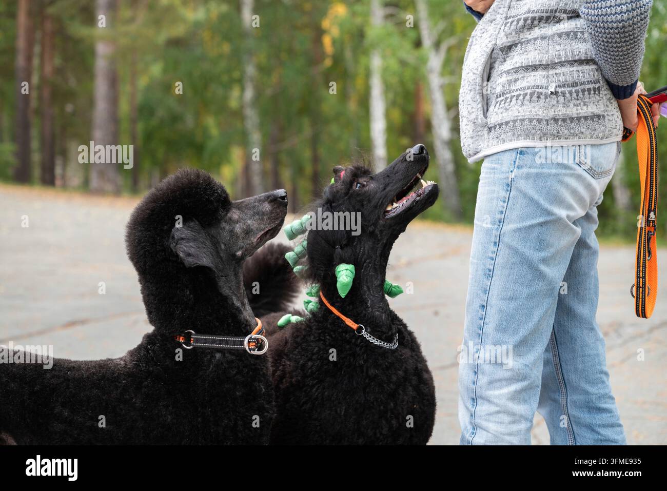 Zwei elegante schwarze Pudel mit Besitzer im Park. Hunde mit Halsband und Leinen, Besitzer in Jeans und Turnschuhen. Pudel blicken auf die Besitzer. Hintergrund Park, t Stockfoto