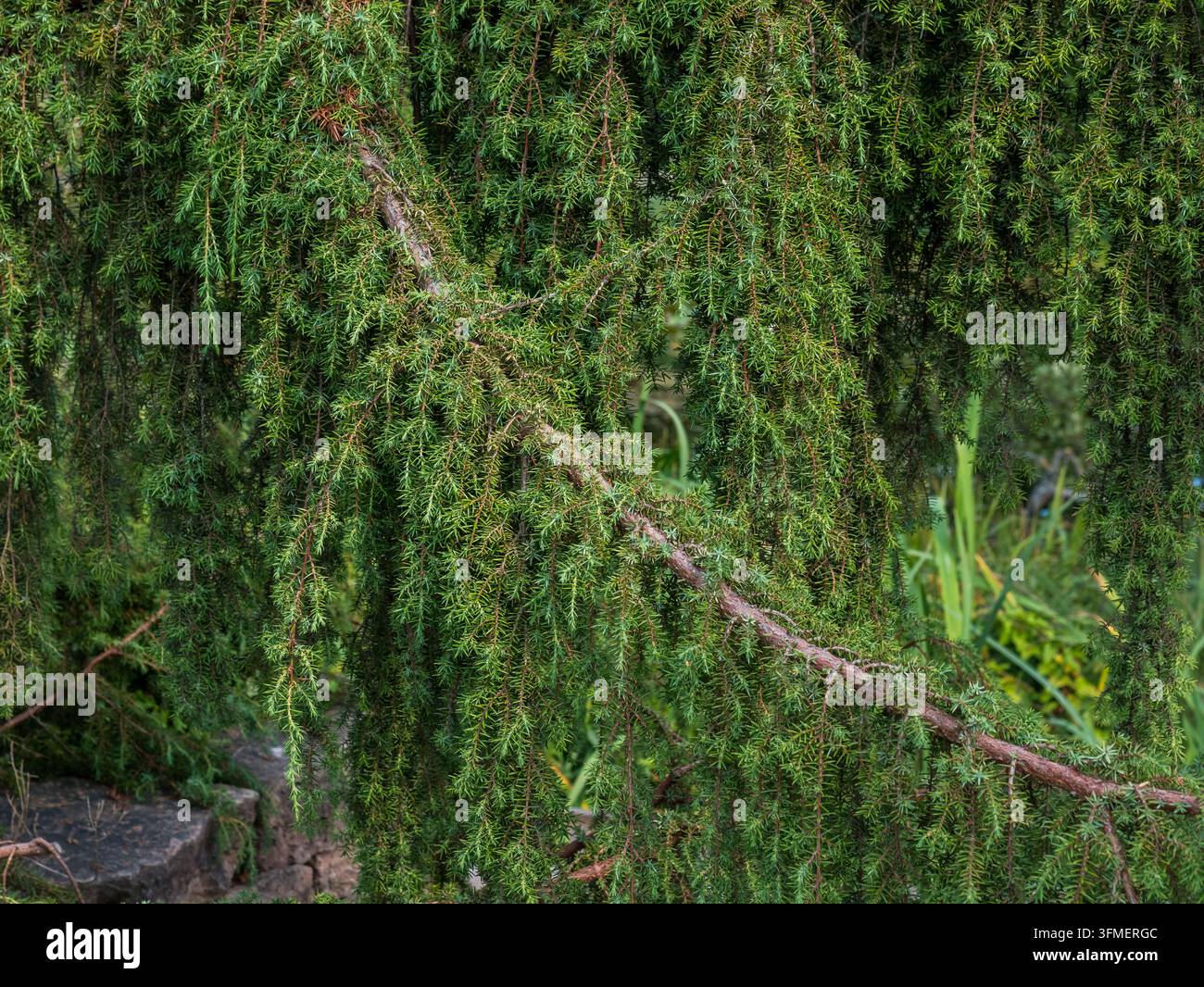 Dichte immergrüne Nadelbaumzweige mit herabhängendem, nadelbedeckten Laub und texturierten rötlich braunen Ästen in einer natürlichen Waldlandschaft Stockfoto
