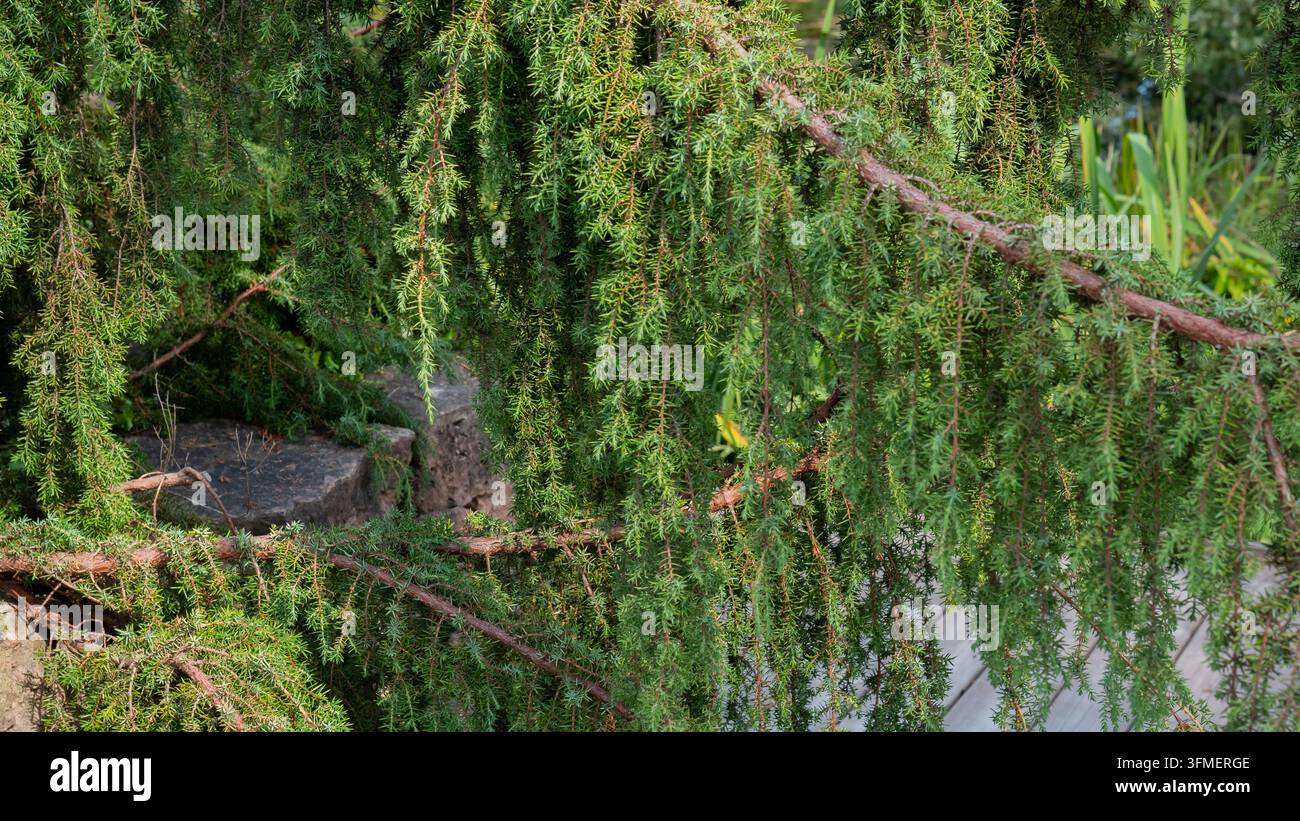 Dichte immergrüne Nadelbaumzweige mit herabhängendem, nadelbedeckten Laub und texturierten rötlich braunen Ästen in einer natürlichen Waldlandschaft Stockfoto
