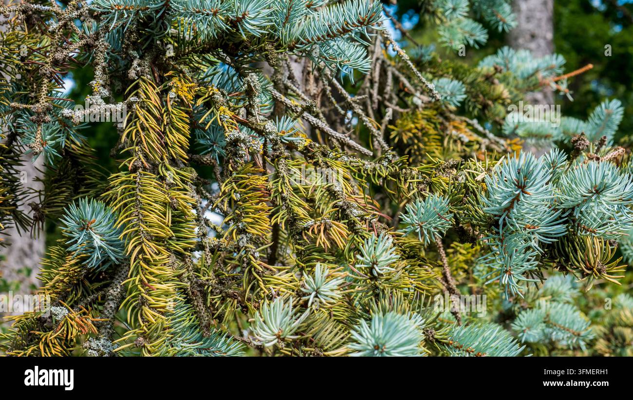 Dichte immergrüne Nadelzweige mit blaugrünen Nadeln und braunen Zapfen, die einen texturierten botanischen Hintergrund in natürlichem Außenpflanze-Bestand bilden Stockfoto
