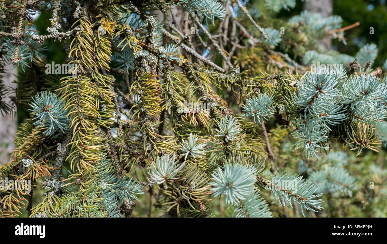 Dichte immergrüne Nadelzweige mit blaugrünen Nadeln und braunen Zapfen, die einen texturierten botanischen Hintergrund in natürlichem Außenpflanze-Bestand bilden Stockfoto