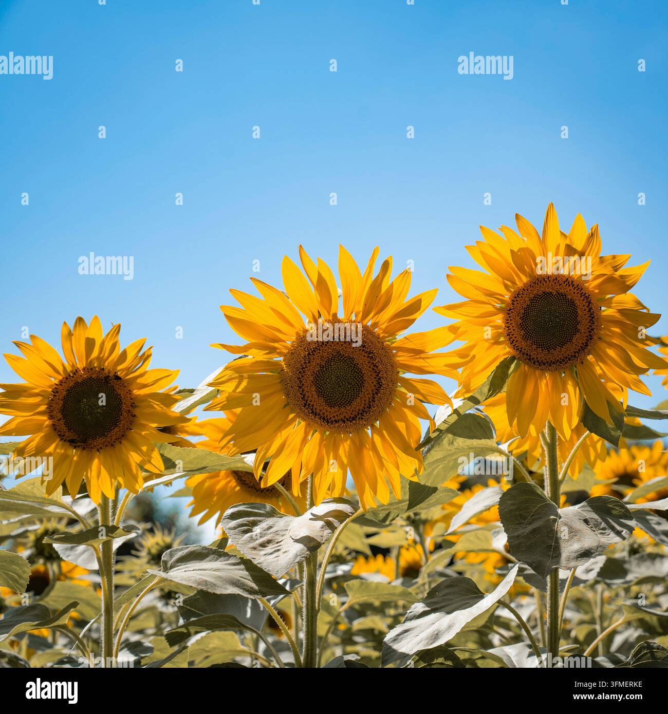 Drei Sonnenblumen in einer Reihe vor dem blauen Sommerhimmel Stockfoto