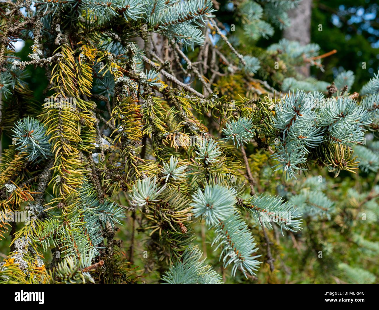 Dichte immergrüne Nadelzweige mit blaugrünen Nadeln und braunen Zapfen, die einen texturierten botanischen Hintergrund in natürlichem Außenpflanze-Bestand bilden Stockfoto