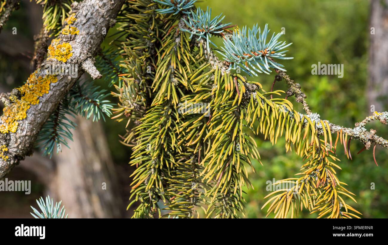 Dichte immergrüne Nadelzweige mit blaugrünen Nadeln und braunen Zapfen, die einen texturierten botanischen Hintergrund in natürlichem Außenpflanze-Bestand bilden Stockfoto