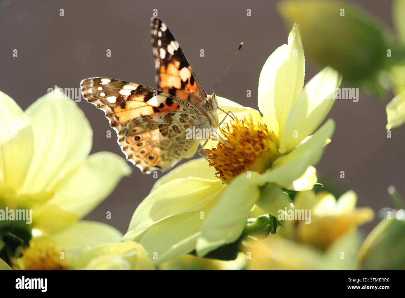 Schmetterling der Art Vanessa cardui (allgemein bekannt als Vanessa oder Distelblume) bestäubt eine Blume. Stockfoto