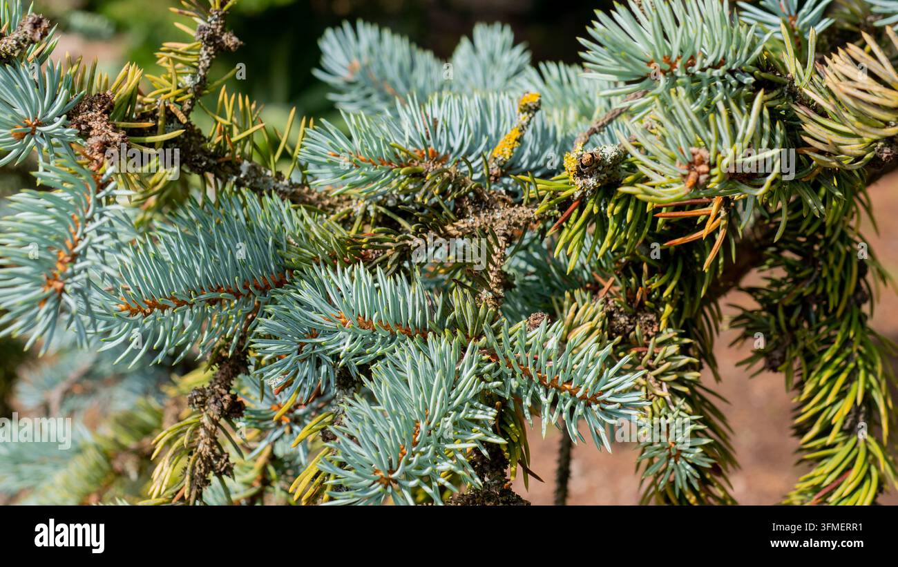 Dichte immergrüne Nadelzweige mit blaugrünen Nadeln und braunen Zapfen, die einen texturierten botanischen Hintergrund in natürlichem Außenpflanze-Bestand bilden Stockfoto