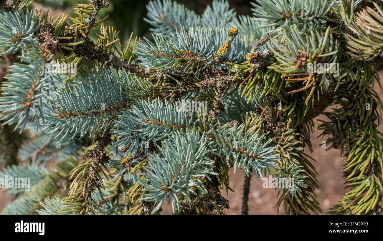 Dichte immergrüne Nadelzweige mit blaugrünen Nadeln und braunen Zapfen, die einen texturierten botanischen Hintergrund in natürlichem Außenpflanze-Bestand bilden Stockfoto