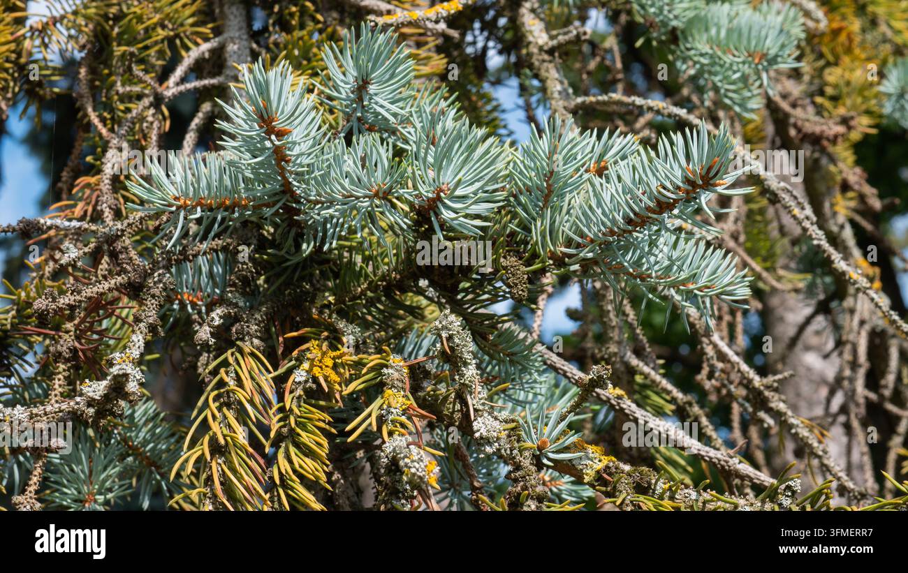 Dichte immergrüne Nadelzweige mit blaugrünen Nadeln und braunen Zapfen, die einen texturierten botanischen Hintergrund in natürlichem Außenpflanze-Bestand bilden Stockfoto
