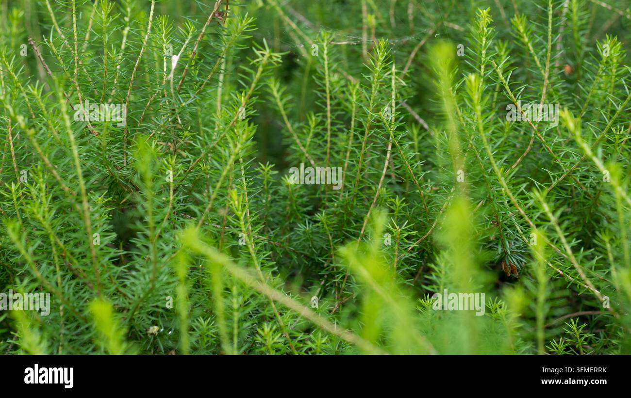 Frische grüne Heide Triebe mit nadelartigen Blättern Nahaufnahme, Erica oder Calluna immergrüne Strauch Belaubung — Heidekraut-Natur-Texturkonzept Stockfoto