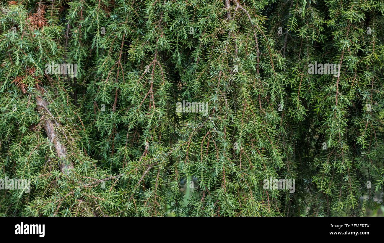 Dichte immergrüne Nadelbaumzweige mit herabhängendem, nadelbedeckten Laub und texturierten rötlich braunen Ästen in einer natürlichen Waldlandschaft Stockfoto