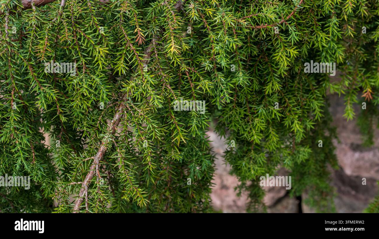 Dichte immergrüne Nadelbaumzweige mit herabhängendem, nadelbedeckten Laub und texturierten rötlich braunen Ästen in einer natürlichen Waldlandschaft Stockfoto