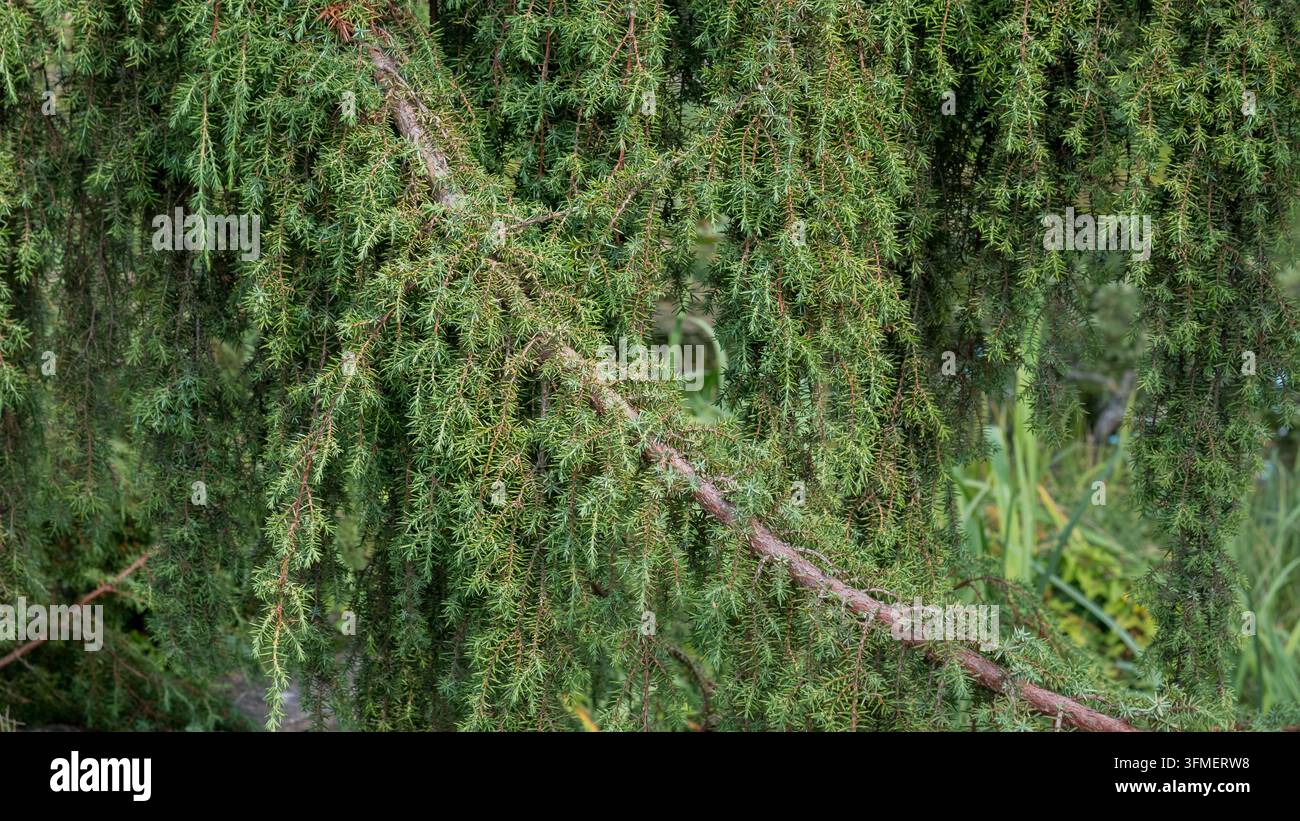 Dichte immergrüne Nadelbaumzweige mit herabhängendem, nadelbedeckten Laub und texturierten rötlich braunen Ästen in einer natürlichen Waldlandschaft Stockfoto