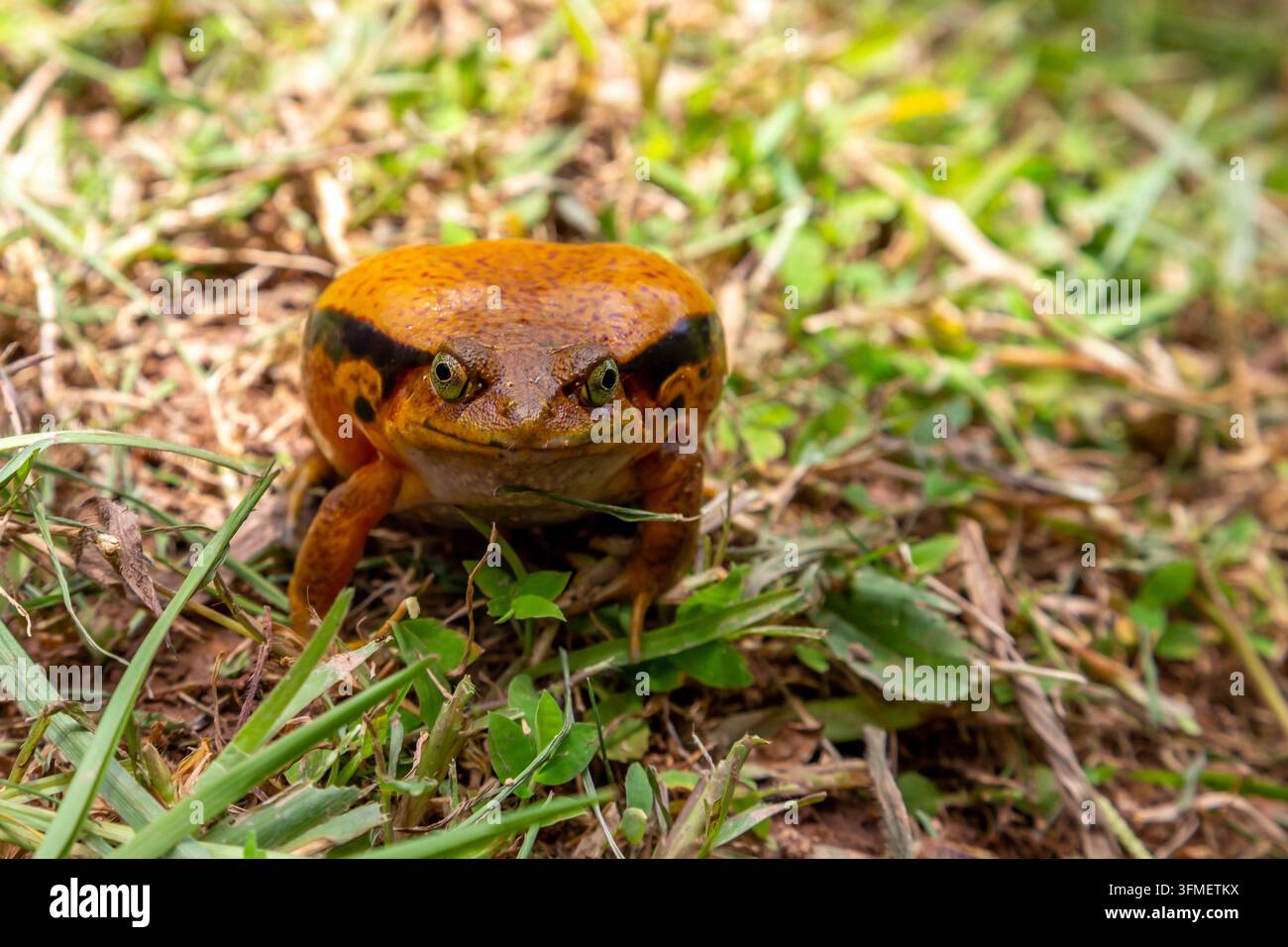 Ein großer oranger Frosch sitzt im Gras Stockfoto