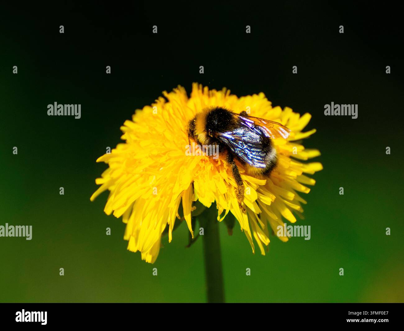 Eine Hummel auf einer Löwenzahnblüte Stockfoto