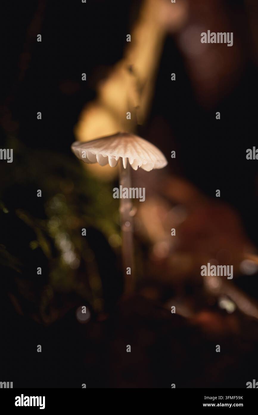 Winziger durchscheinender Pilz mit sichtbaren Lamellen, der auf dunklem Waldboden in warmem dramatischem Licht wächst Stockfoto