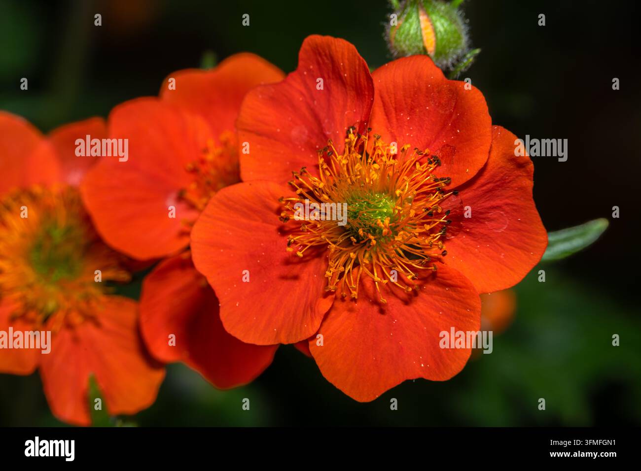 Blüte der Scharlach-Nelkenwurz (Geum coccineum) Stockfoto