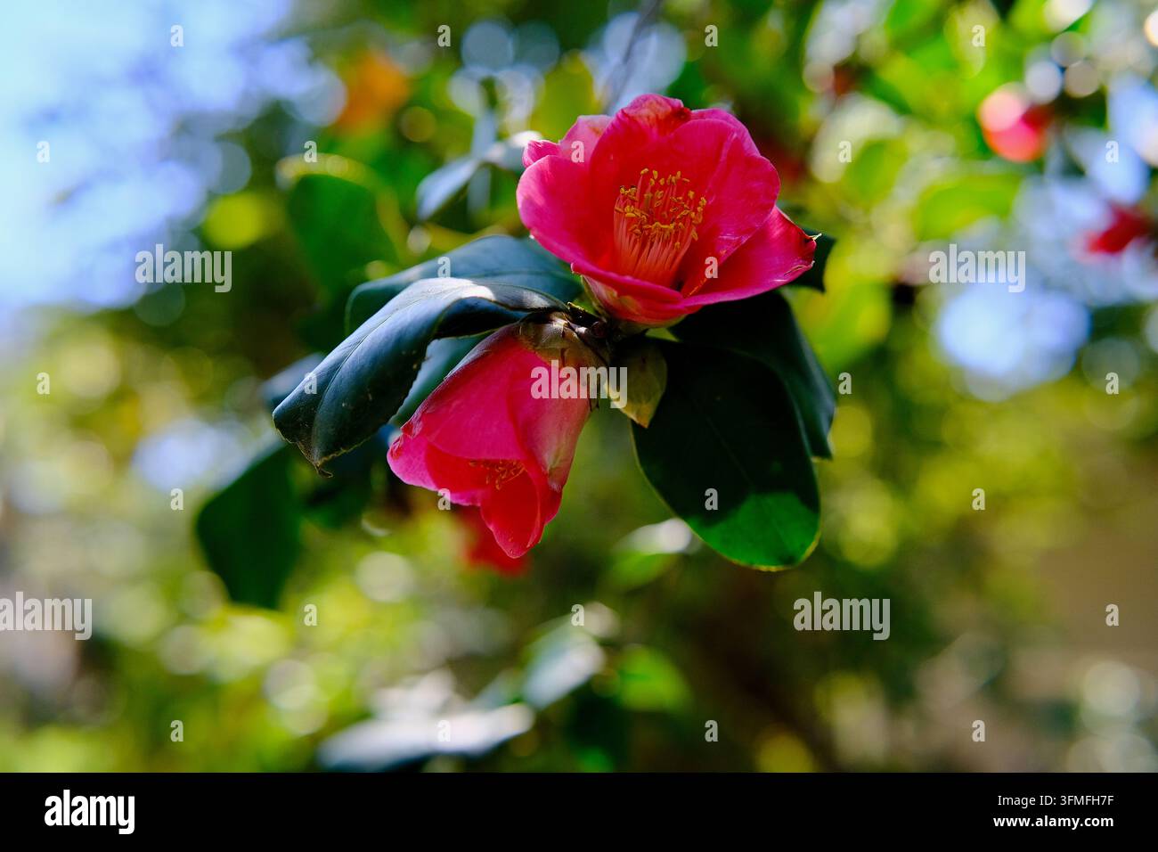 Lebendige rosa Kamelienblüten blühen auf einem üppigen grünen Strauch im Garten Stockfoto