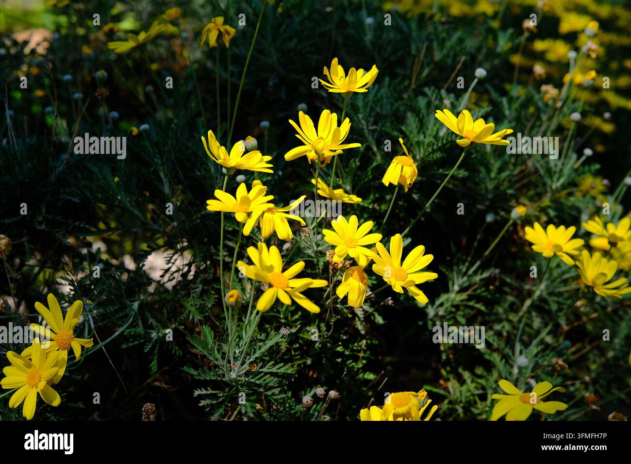 Lebendige gelbe Wildblumen blühen auf grünen Büschen in einem sonnigen Garten Stockfoto