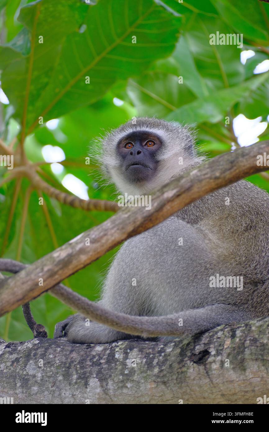 Grüne Meerkatze sitzt in einem Baum im Nationalpark Kruger, Südafrika Stockfoto