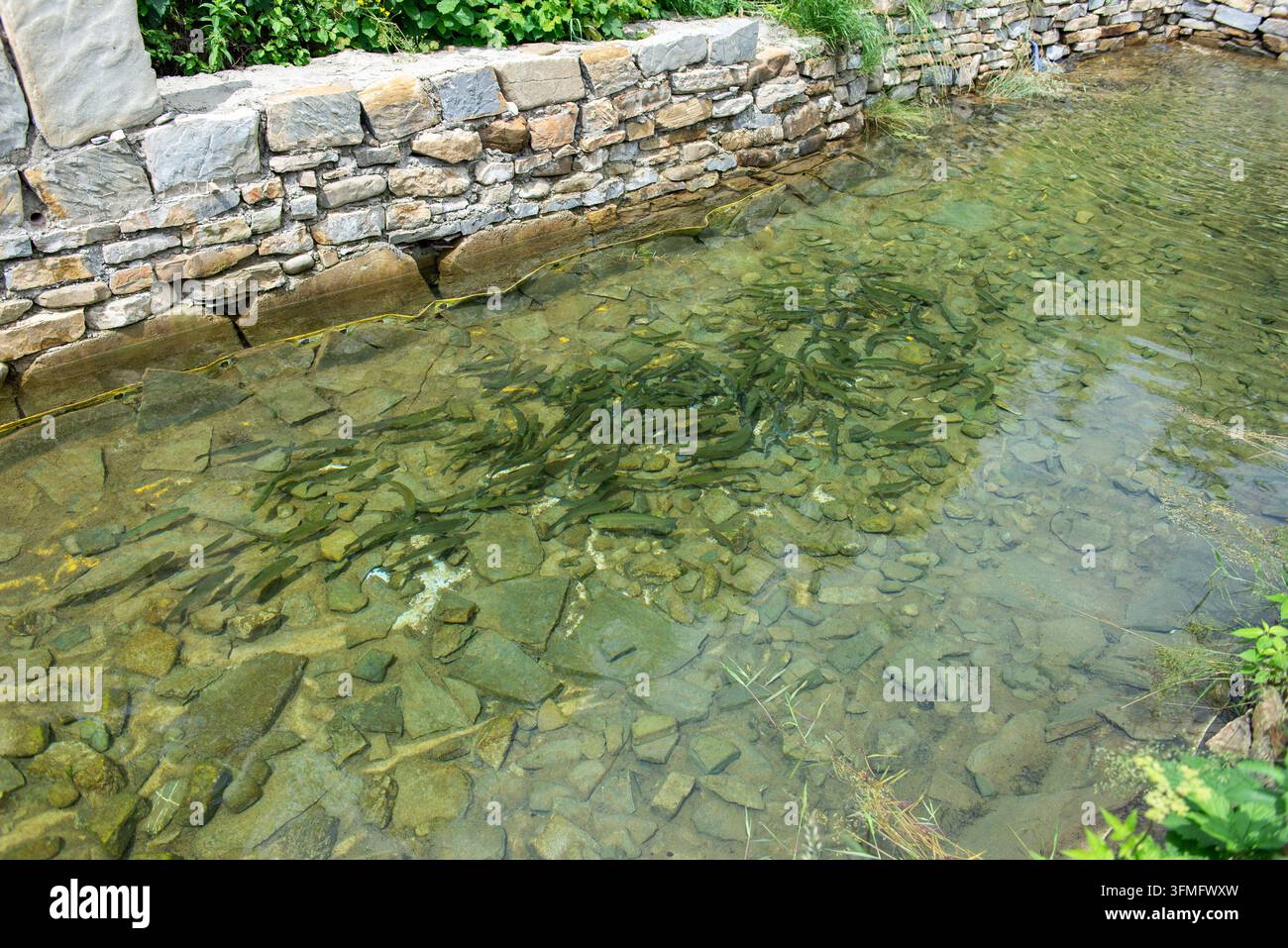 Ein Schwarm Forellen schwimmt in einem flachen, kristallklaren Wasserbecken, das von traditionellen Steinmauern umgeben ist, auf einer Aquakultur-Fischfarm in den Karpaten Stockfoto