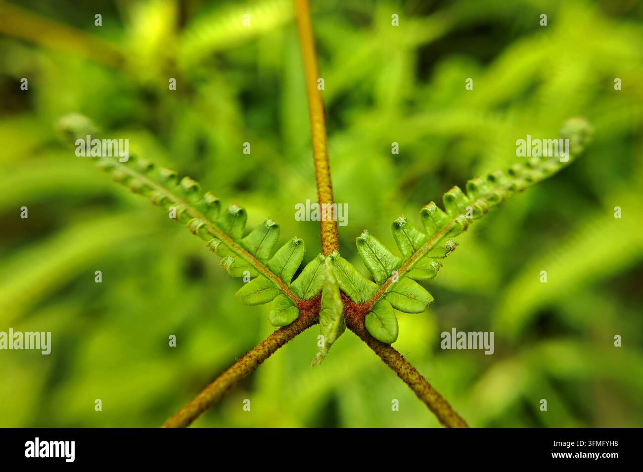 Makrofotografie einer jungen, ausladenden Farnpflanze (Dicranopteris linearis), deren Blatt sich in einem charakteristischen symmetrischen Gabel- oder V-förmigen Muster entfaltet Stockfoto