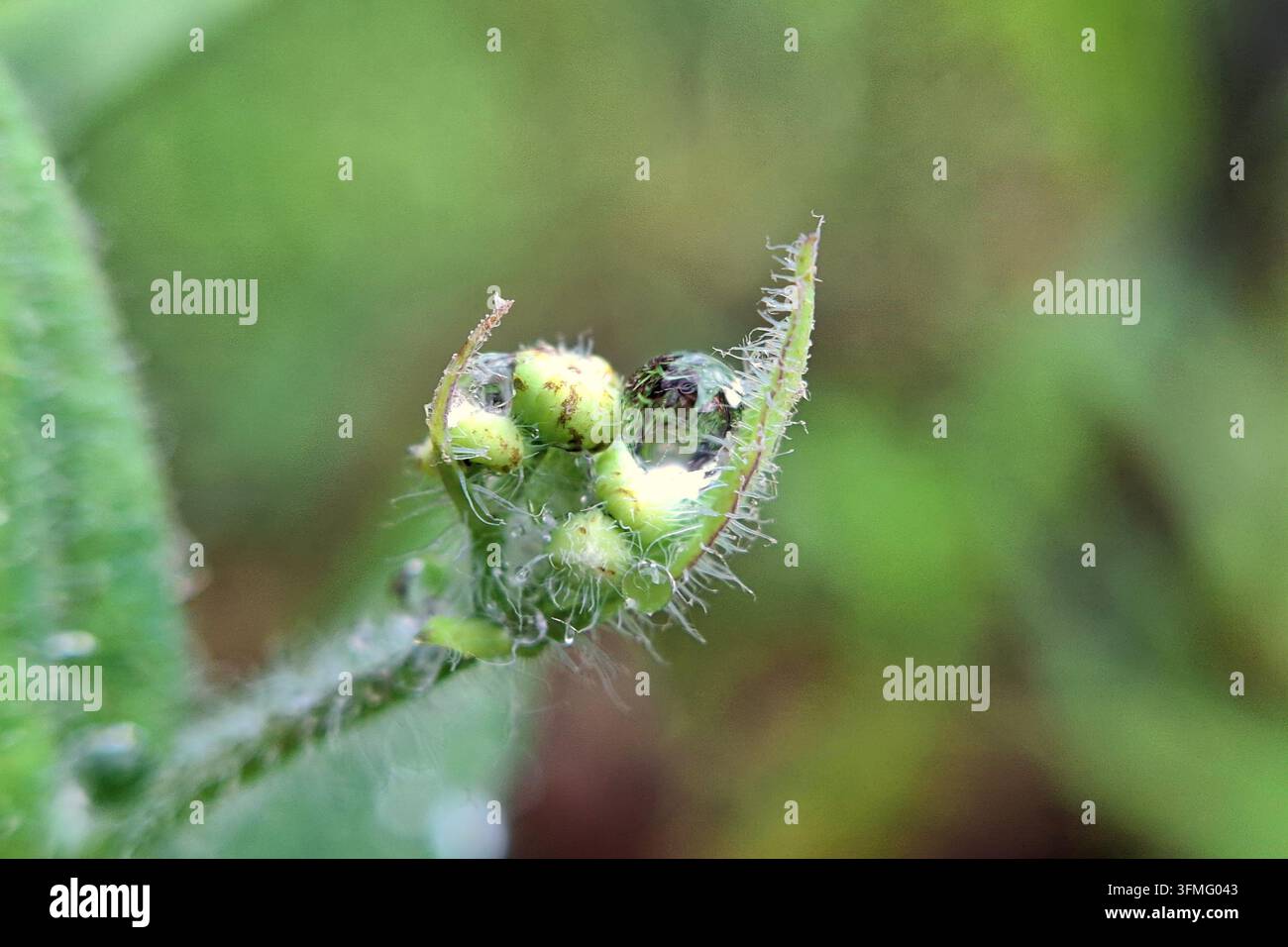 Makrofotografie eines kristallklaren Wassertropfens, der in einer flauschigen grünen Blütenknospe eingebettet ist Stockfoto