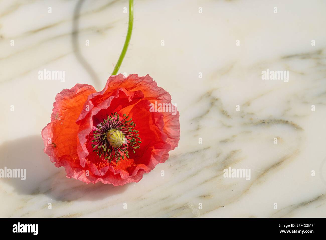 Gemeiner Mohnblütenstiel auf weißem Marmor Stockfoto
