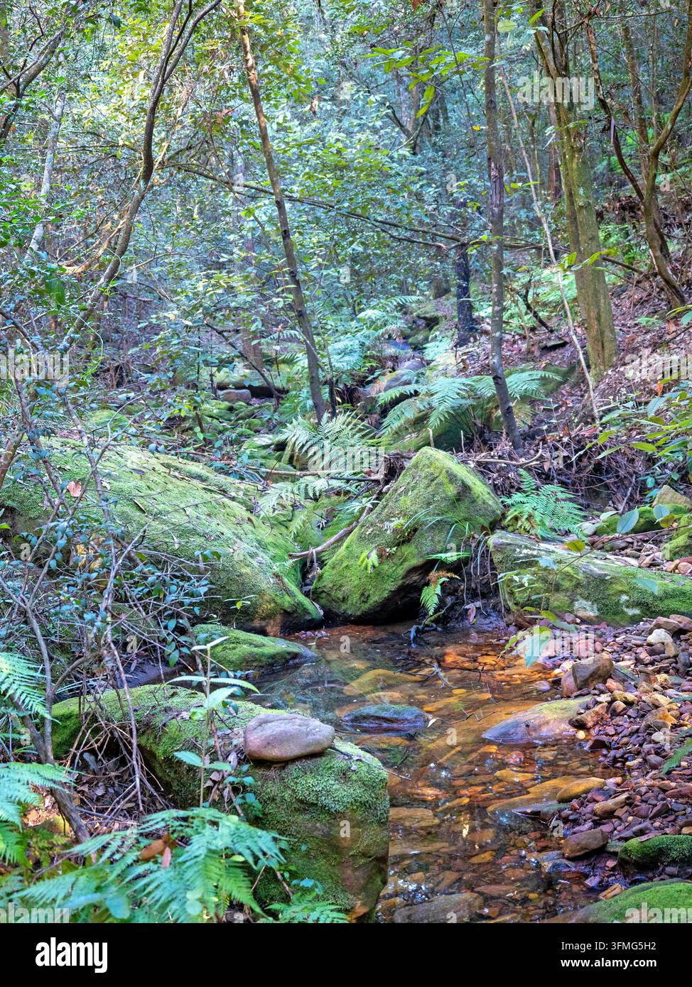Red Hands Gully im Glenbrook-Bereich der Blue Mountains Stockfoto