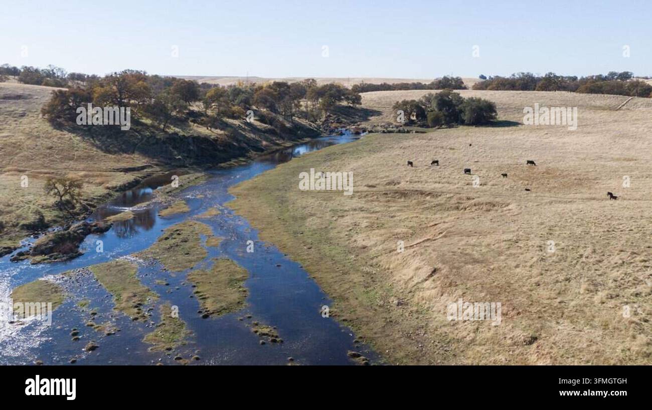 Sacramento, Vereinigte Staaten. 28. Sep, 2026. Rinder grasen auf offenem Weideland entlang der Scott Road nahe Carson Creek im Sacramento County am 27. November 2024. Proposition 45, ein kalifornisches Wahlvorschlagmaß, versuchte, den Überprüfungsprozess des California Environmental Quality Act (CEQA) für Prioritätsprojekte wie Wohnungsbau, Wasserinfrastruktur und saubere Energieentwicklung zu vereinfachen, was von Umweltgruppen wegen reduzierter Überwachung und potenzieller Schäden an Lebensräumen und Wasserwegen wie denen hier Bedenken erregte. (Foto von Hector Amezcua/Sacramento Bee/TNS/Sipa USA) Credit: Sipa USA/Alamy Live News Stockfoto