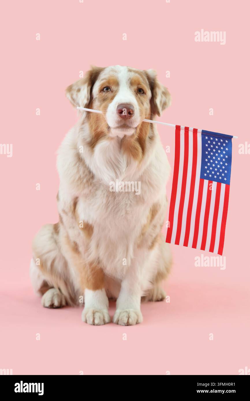 Patriotismus und nationaler Stolz, Australischer Schäferhund hält eine amerikanische Flagge im Maul für die Unabhängigkeitsfeier vor einem rosa Hintergrund Stockfoto
