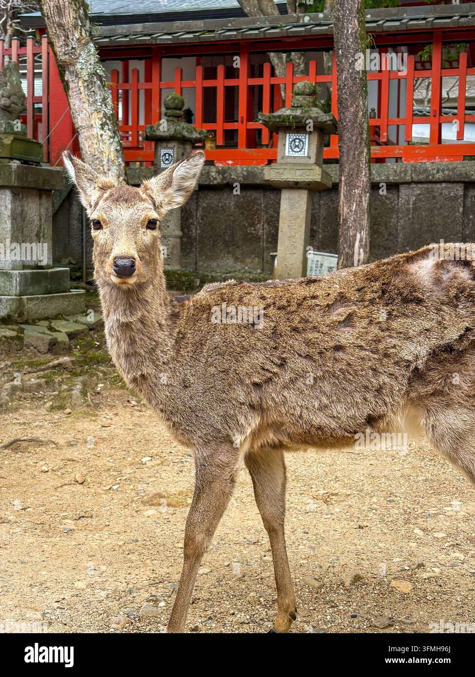 Nahaufnahmeporträt eines wilden Sikahirsches am Kasuga-Taisha-Schrein in Nara Stockfoto
