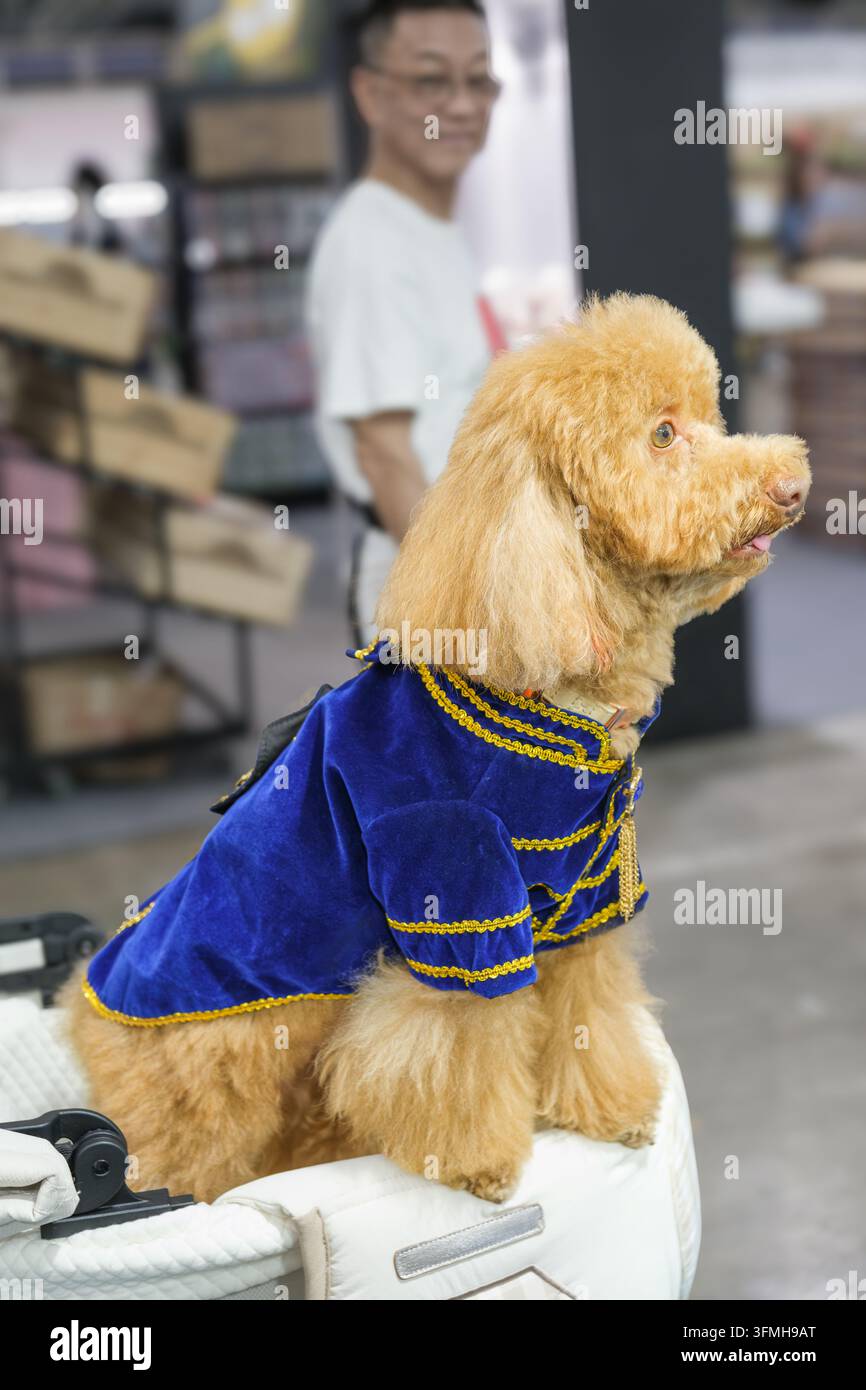Pudel in blauer Kleidung sitzt auf einer Indoor-Tierausstellung. Lockiges Fell und stilvolle Kleidung schaffen ein verspieltes Porträt eines gekleideten Begleithundes in der Öffentlichkeit Stockfoto
