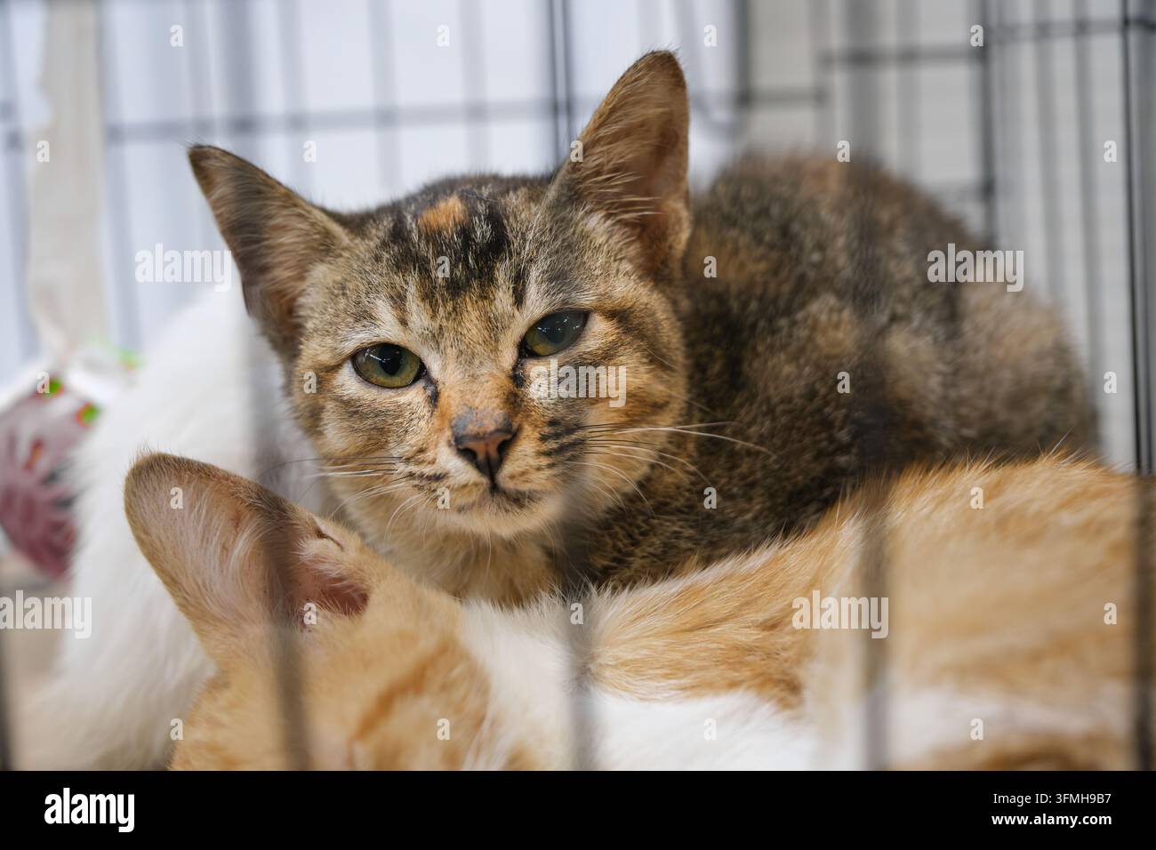 Tabby-Katze ruht in einem Transportkäfig drinnen. Grüne Augen und gestreiftes Fell schaffen ein ruhiges Nahporträt einer Hauskatze in einer stillen Umgebung. Stockfoto